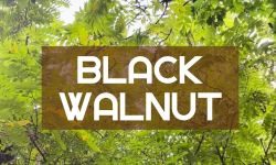 Episode 2 - Germantown Black Walnut