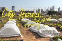 City Harvest: A Growing Community