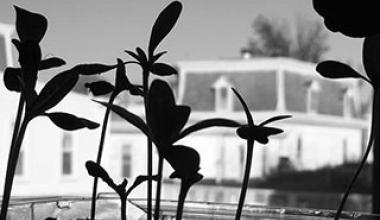 black and white photo of flowers
